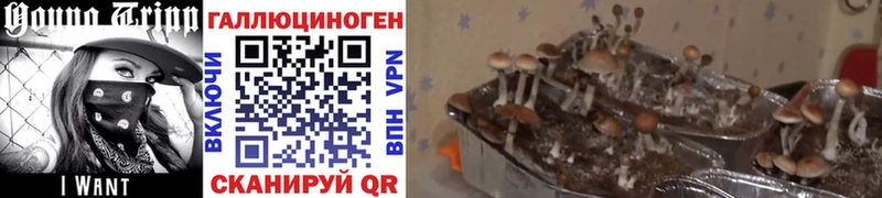 Псилоцибиновые грибы MAGIC MUSHROOMS  Купить закладки  Красный Сулин 